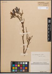 Salix calostachya Andersson